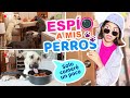 🔺ESPIANDO A MIS PERROS🕵🏻‍♀️ 🐶 ¡CAMARA OCULTA PARA DESCUBRIRI AL MÁS TRAVIESO! 🤬 | CONNY MERLIN