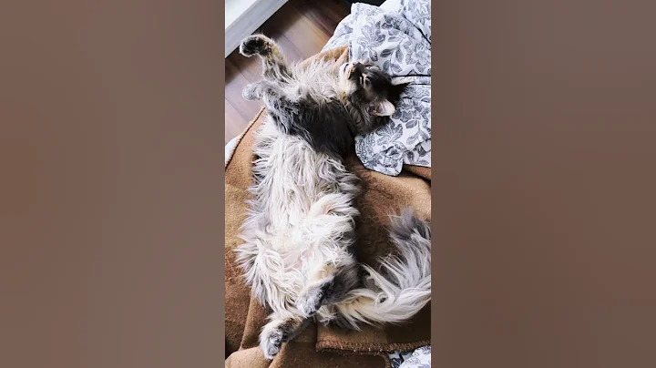 Watch the video about Paws in Pause