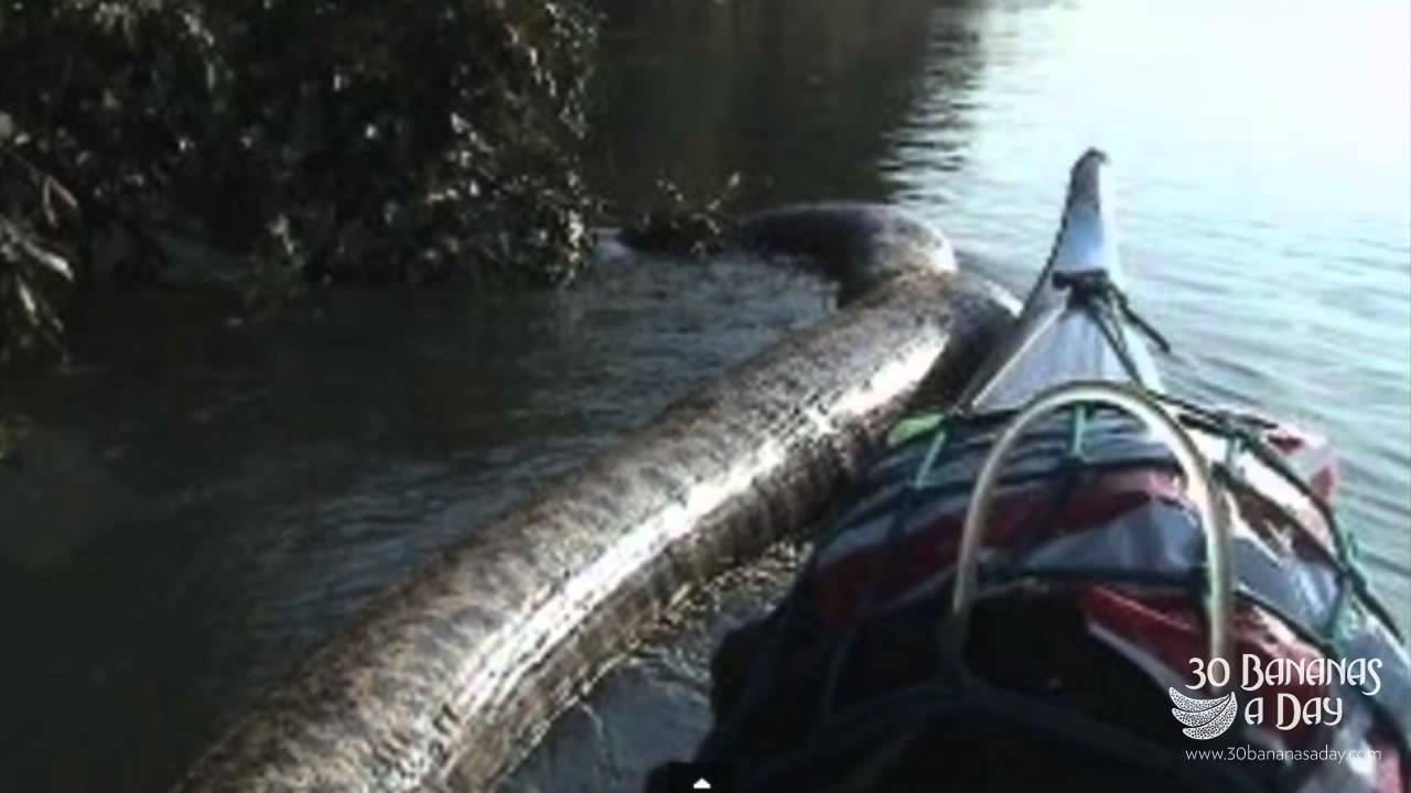 Worlds Biggest Snake Discovered In India Real Or Fake YouTube Worlds Biggest Snake Discovered In India Real Or Fake YouTube