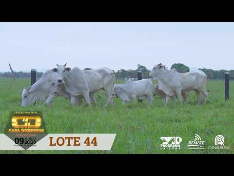 LOTE 44