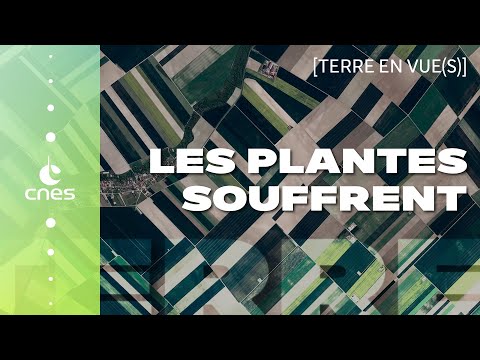 Terre en vue(s) | #5  Quand les plantes souffrent