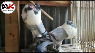 Hena Pouter Pigeon  // For Sale // In Bihar