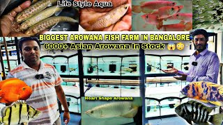 Biggest Arowana Farm Visit, Life Style aqua, Stingrays, Arowana, Cichlids Fish & More with Prices