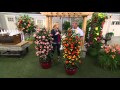 Cottage Farms Color Sizzle Climbing Rose Duo on QVC Cottage Farms Color Sizzle Climbing Rose Duo on QVC
