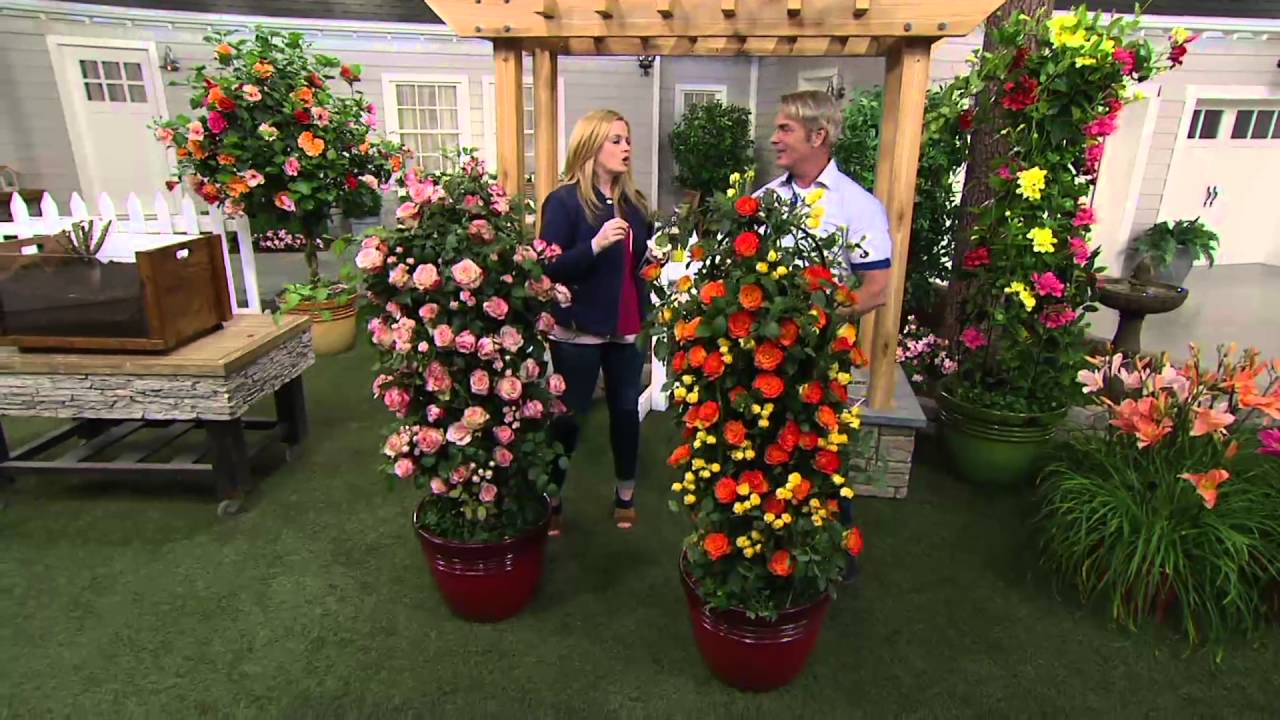 Cottage Farms Color Sizzle Climbing Rose Duo On Qvc Youtube