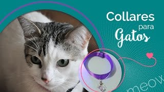 DIY: Cómo hacer collares de listón para tus mascotas