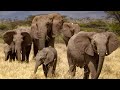 Elephants Take Care of Orphaned Babies | This Wild Life | BBC Earth