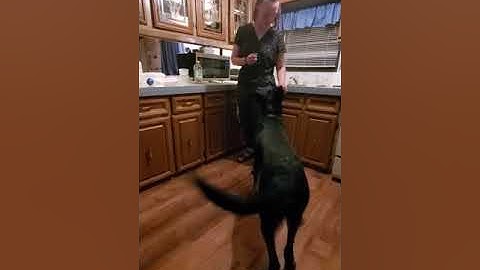 Lesson 7, Exercise 7.5 - Use Target to Teach New Behavior