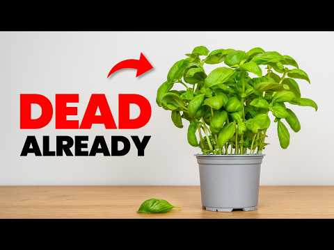 Pourquoi chaque plante de basilic que vous achetez meurt en 1 semaine