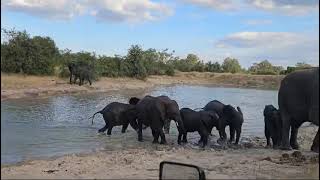 Playtime - Elephant style!