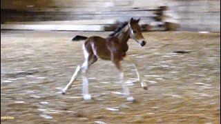 Baby Horse Runs For The First Time by Naomi 627 views 3 years ago 24 seconds