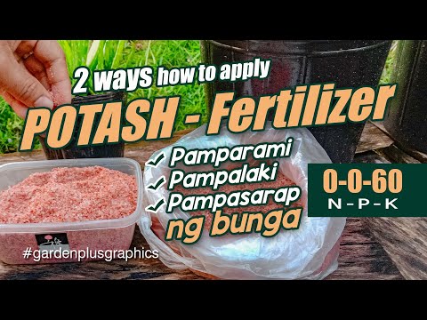 Paano Paggamit ng 0-0-60 Potash Fertilizer | How to Apply / Use Potash Fertilizer  0-0-60