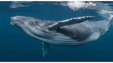 PVI Science (2T) Chap#1 Animals & Classification of Invertebrates & Vertebrates Lect#2 Day4