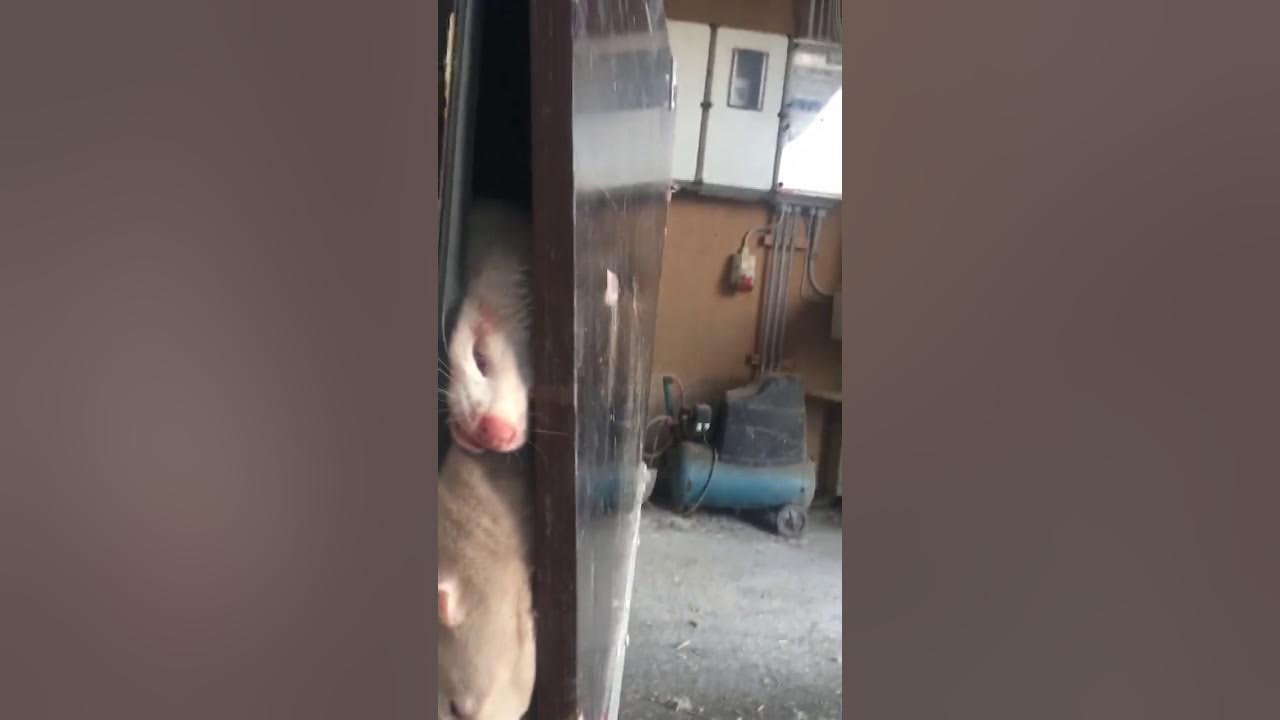 Mink killing right now in Denmark YouTube