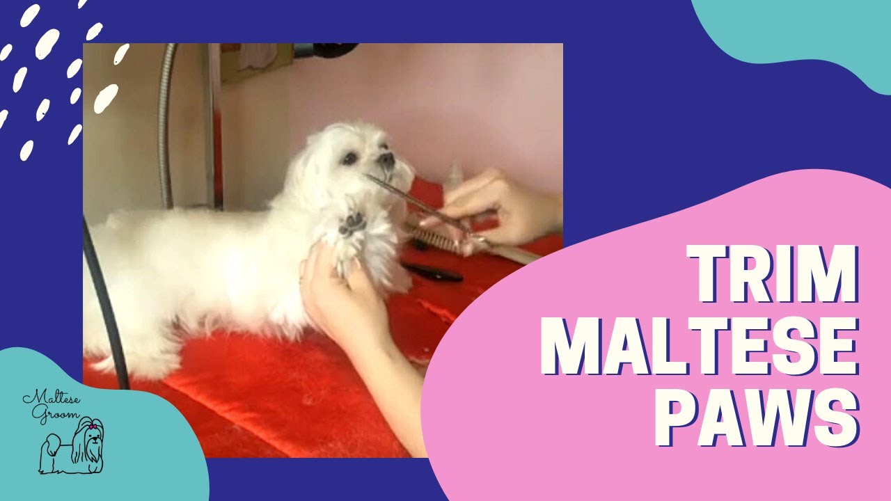 Grooming Maltese Paws; Tutorial for Trimming the Feet YouTube
