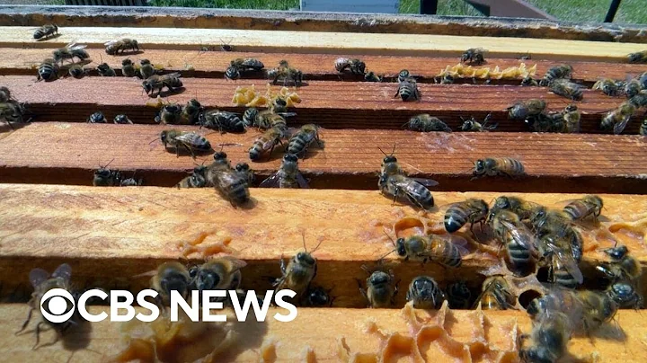 Experts baffled by mass bee deaths