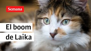 Laika, el negocio de las mascotas screenshot 4
