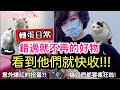 【扭蛋控4我】看到這些趕快收!!貓控絕對會愛的扭蛋(有抽獎)/ガチャガチャ/森口修の猫&ネコのペンおき