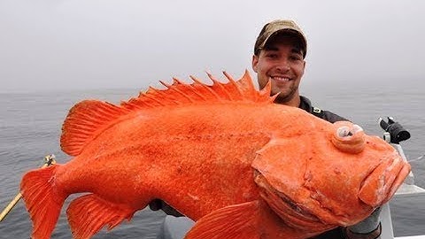 CÁCH MÀ ĐẦU BẾP NGƯỜI NHẬT CHẾ BIẾN 1 ROCKGFISH VÀ LÀM SUSHI VÀ ACQUA PAZZA | GOPLAY TV