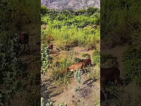 أجمل المناضر من رتق ال شغيب ألقف بني شهر قناة ابودحمان الشهري