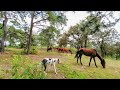 Conociendo a los caballos