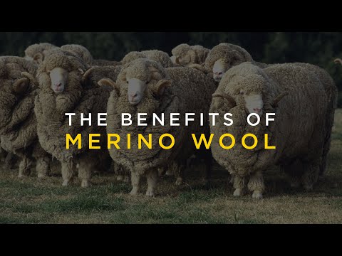 Video: Manfaat Wol Merino