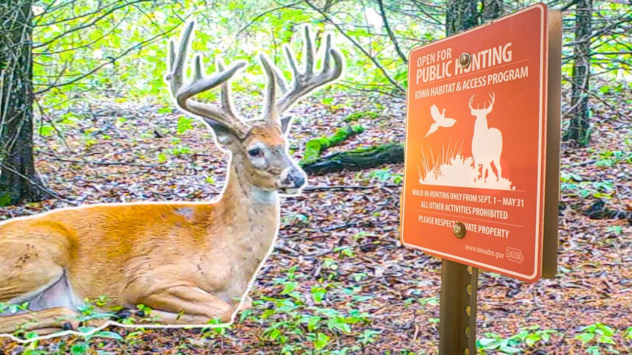FINDING Public Land BUCK BEDS!!!