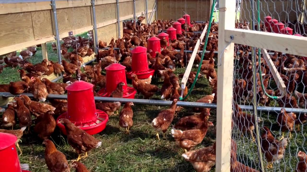 Portable Laying Hen Hoophouse
