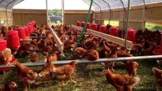 Learn more - https://sevensons.net/ Portable Laying Hen Hoophouse for pastured egg production at Seven Sons Family Farms.
