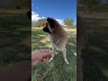 雪山のふもとで生きるわん太郎との出会い #犬 #ペルー #アンデス山脈 #わん太郎