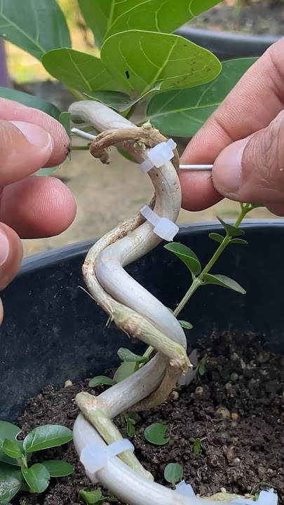 CARA MUDAH MEMBUAT BONSAI || how to make bonsai