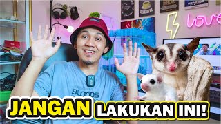 10 PANTANGAN DALAM MEMELIHARA SUGAR GLIDER! screenshot 3