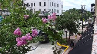 LIVE Downtown DeLand | South Woodland Blvd | 2026-08-02 10 AM ET