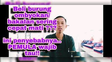 kupas tuntas penyebab burung bakalan/ombyokan sering cepat mati PEMULA wajib tau !!