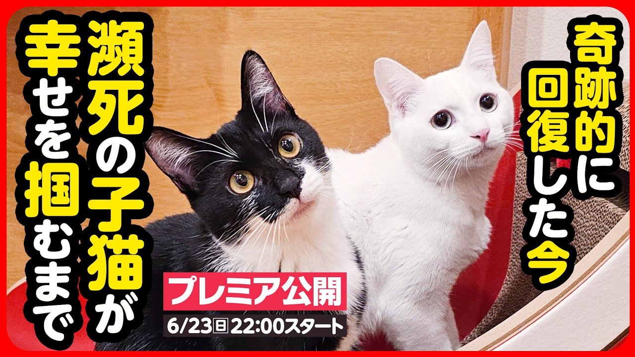 にこねこ【保護猫の保育園】 - YouTube