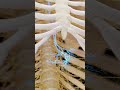 The Vagus Nerve | Cranial Nerve X in Motion