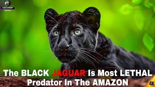 The Black Jaguar Is Most Lethal Predator In The Amazon