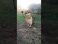 wild owl dancing in jungle for kids new born baby coco beast fire character labubu granny snake more