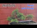 Bonsai garden walk through 26/05/26