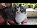 Мої подружаньки Сонька і Бонька.