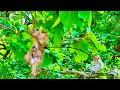 Oh No    Why mother monkey didn’t take care for newborn swinging the tree no hugging baby?