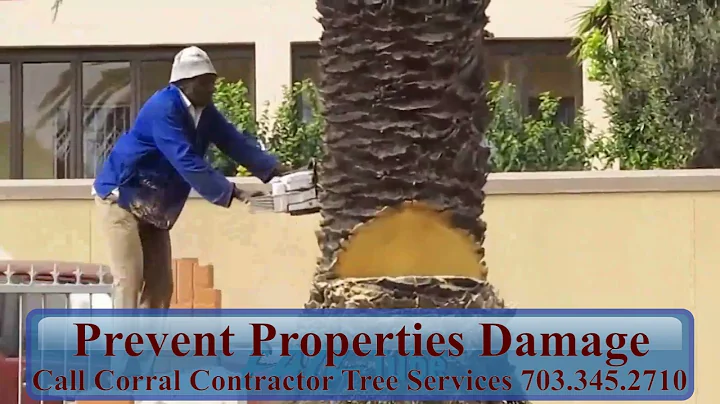 Call the Pro To Cut Your Tree For You   Corral Con...