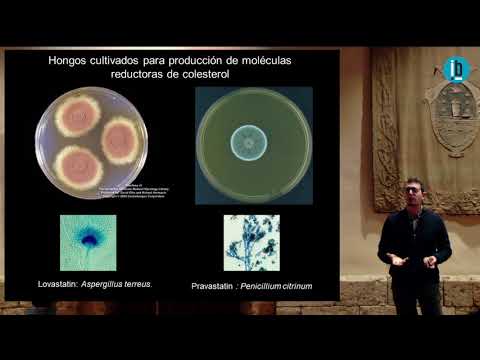 El reishi y otros hongos medicinales de uso actual (Conferencia de Raúl Fraile Fabero) Mundo Reishi