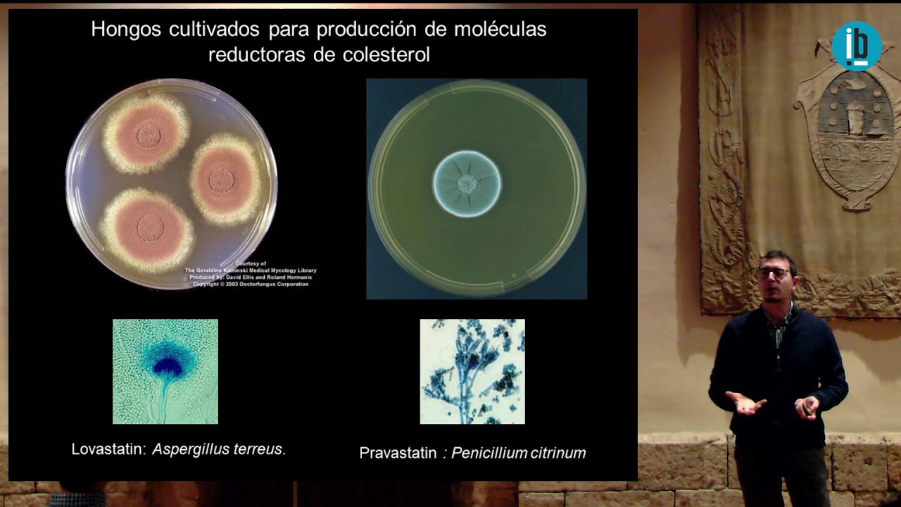 El reishi y otros hongos medicinales de uso actual (Conferencia de Raúl Fraile Fabero) Mundo Reishi