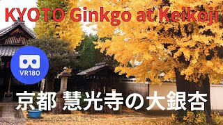 VR180 京都 慧光寺 のイチョウ紅葉 Japan KYOTO Ginkgo autumn leaves at Keikoji Temple