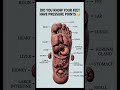 Your Feet Control Your Body?! 😱 Hidden Pressure Points Truth! #memes
