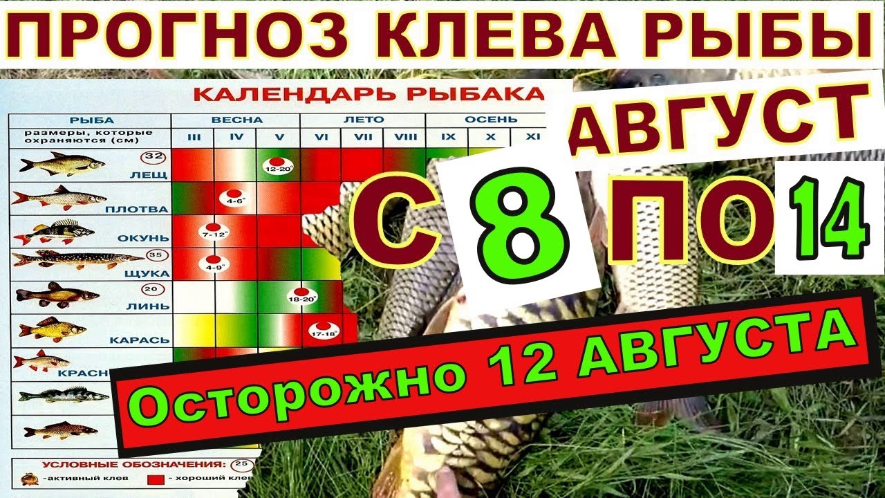 Прогноз клева кимры волга Прогноз клева кимры волга