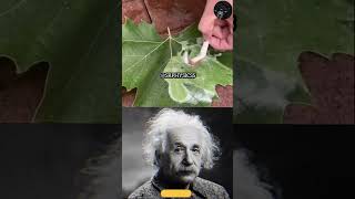 #scienceshorts #physics #science #physicsfacts #scienceexperiment #funphysics #funscience
