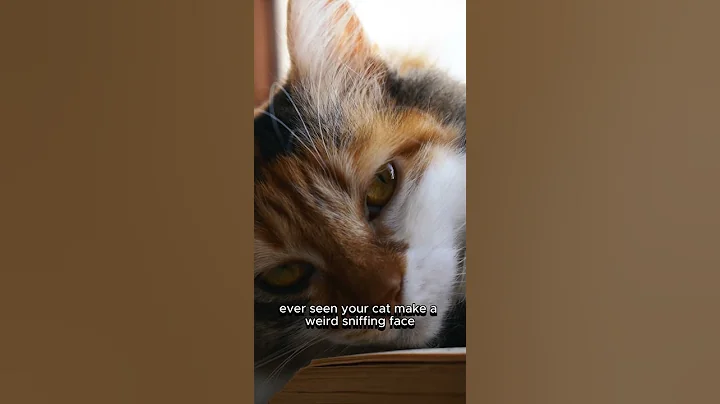 5 Surprising Cat Facts You Didn’t Know ! #cats #catshorts #funfact #catsvideo