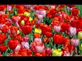Just for You, Giovanni Marradi, Most Romantic Italian Music, 4K  Beautiful Spring Flowers